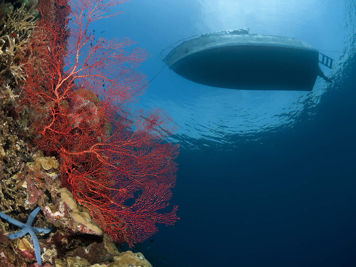 Boot über Korallen © Jürgen Freund / WWF