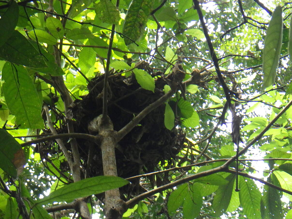 Altes, braunes, zerfallendes Orang-Utan-Nest hoch oben in einer grünen Baumkrone