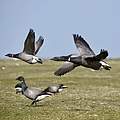 Ringelgänse auf Hallig Hooge © Hans-Ulrich Rösner / WWF