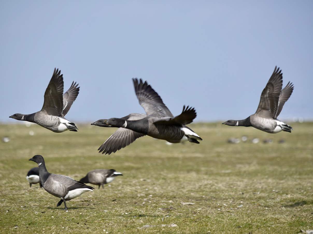 Ringelgänse auf Hallig Hooge © Hans-Ulrich Rösner / WWF Ringelgänse auf Hallig Hooge © Hans-Ulrich Rösner / WWF