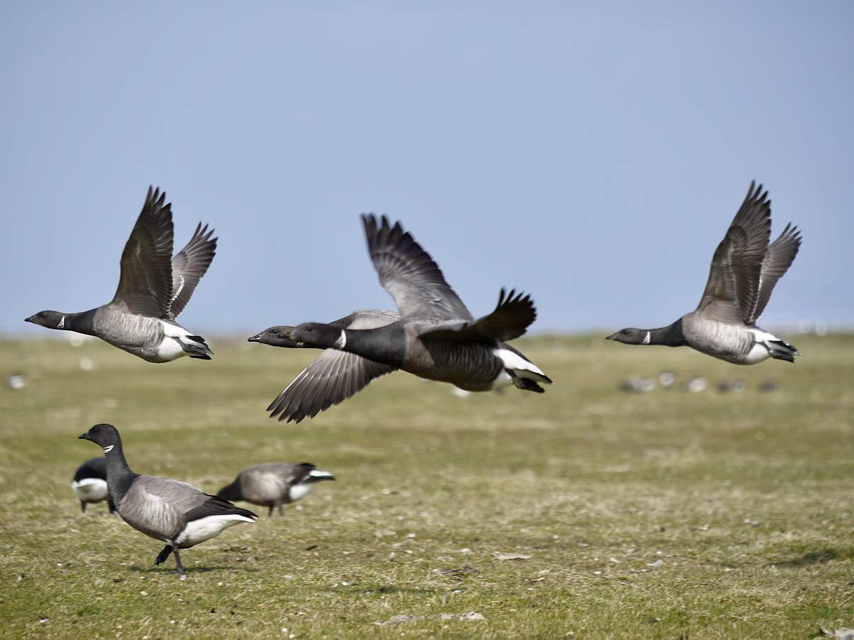 Ringelgänse auf Hallig Hooge © Hans-Ulrich Rösner / WWF