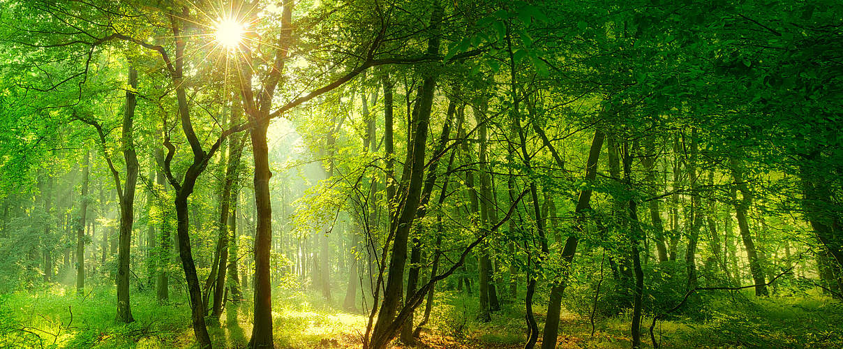 Sonnenlicht scheint durch die Baumkronen eines Waldes © Getty Images