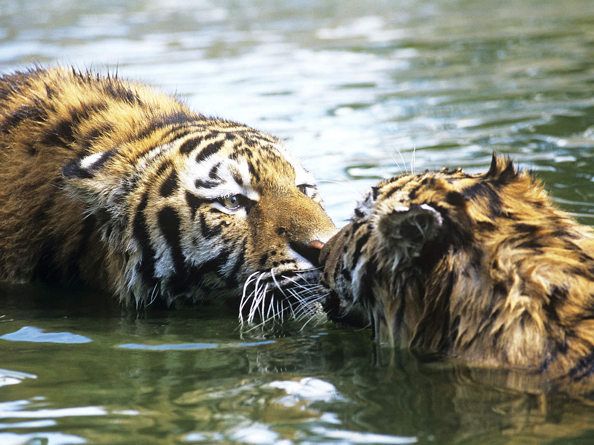Amur-Tiger im Fluss © David Lawson / WWF UK