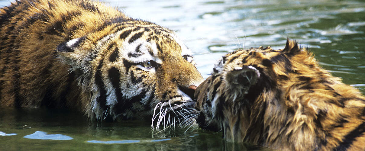 Amur-Tiger im Fluss © David Lawson / WWF UK