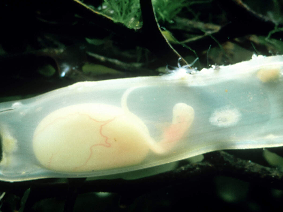 Eikapsel eines Kleingefleckten Katzenhais