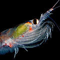 Antarktischer Krill / Weddelmeer © naturepl.com / Ingo Arndt / WWF 