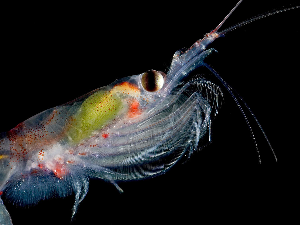 Antarktischer Krill / Weddelmeer © naturepl.com / Ingo Arndt / WWF 