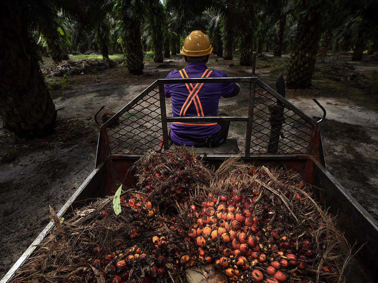Palmöl-Arbeiter sammelt Palmfrüchte © Aaron Gekoski / WWF US