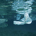 Plastikmüll im Meer © Gavin Parsons Marine Photobank
