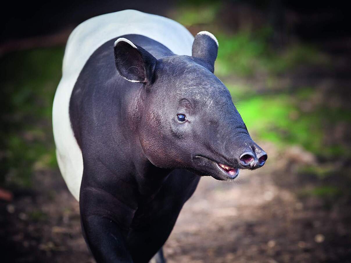 Schabrackentapir