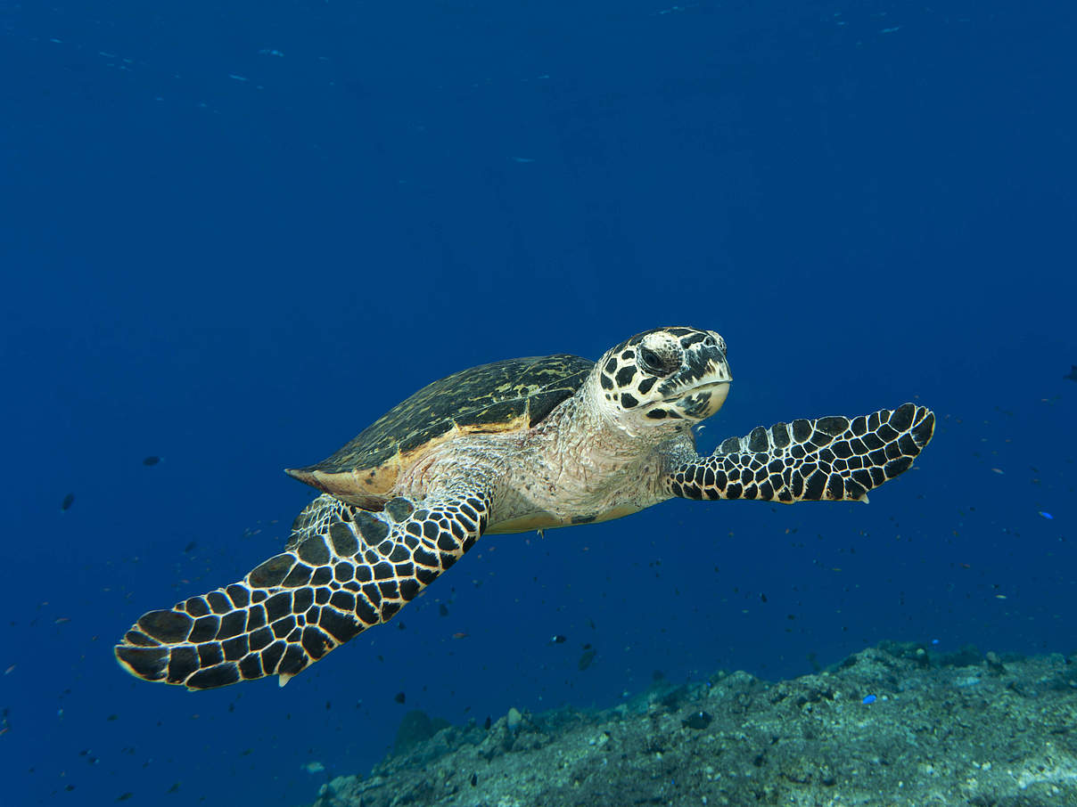 Schildkröten gehören zu den bedrohten Tierarten © Jürgen Freund / WWF
