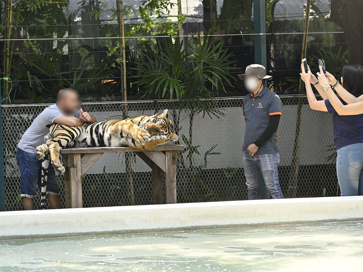 Touristen machen Selfies mit Tigern in Pattaya in Thailand © Gordon Congdon