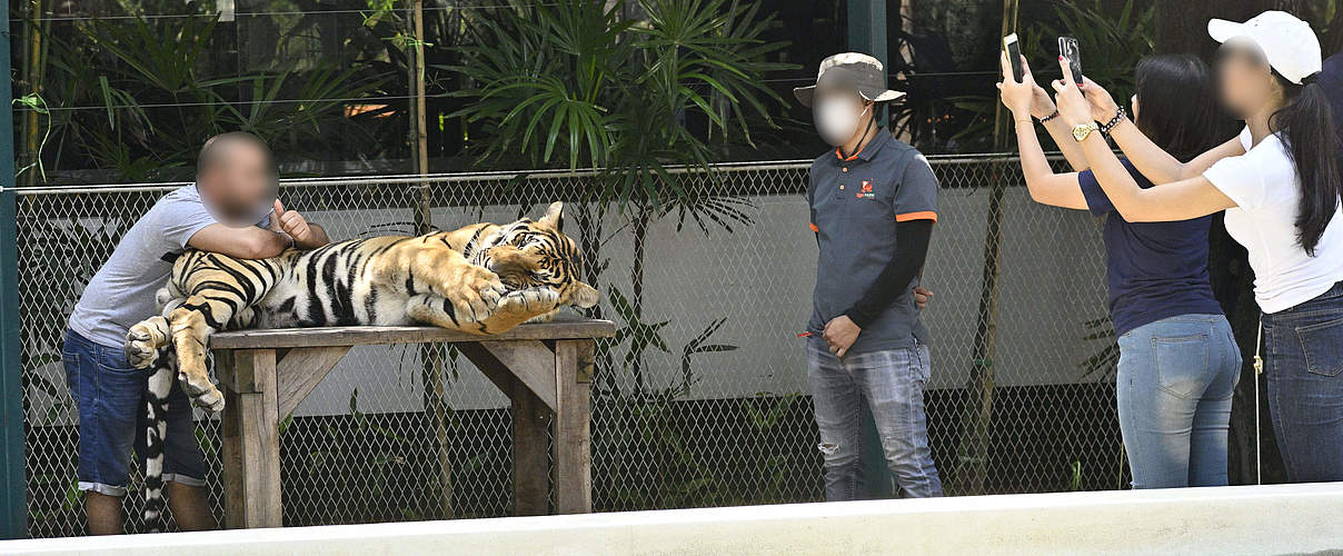 Touristen machen Selfies mit Tigern in Pattaya in Thailand © Gordon Congdon