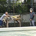 Touristen machen Selfies mit Tigern in Pattaya in Thailand © Gordon Congdon