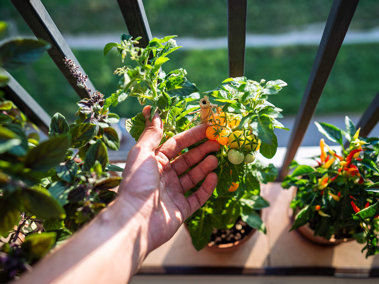 Tomaten auf dem Balkon ernten
