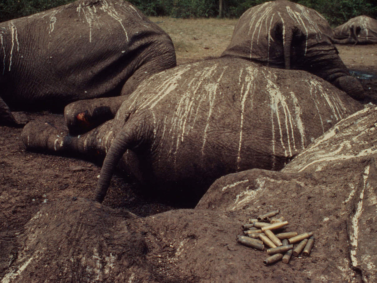Tote Elefanten in Uganda © Frederick J. Weyerhaeuser / WWF