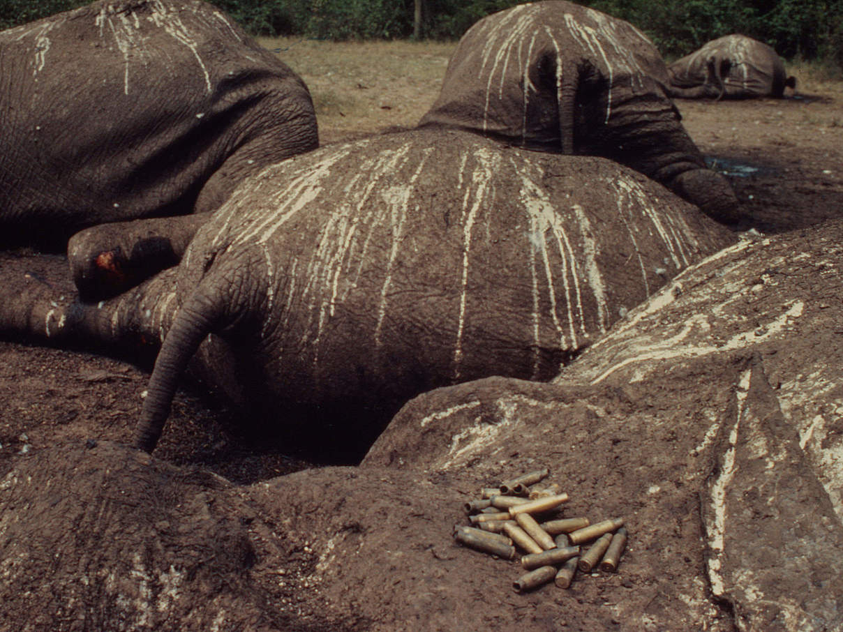 Tote Elefanten in Uganda © Frederick J. Weyerhaeuser / WWF