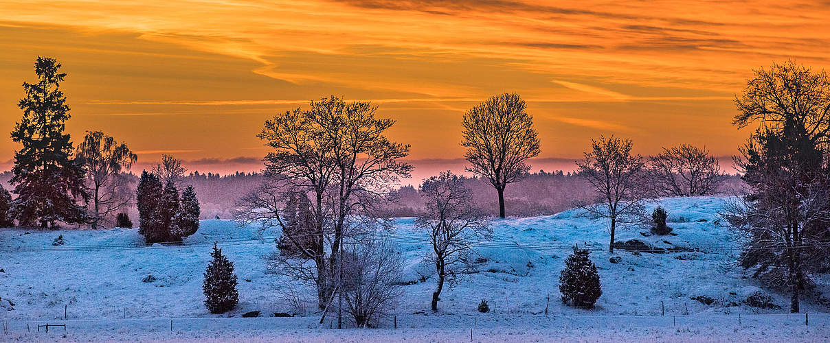 Winterlandschaft in Schweden © Ola Jennersten / WWF-Sweden