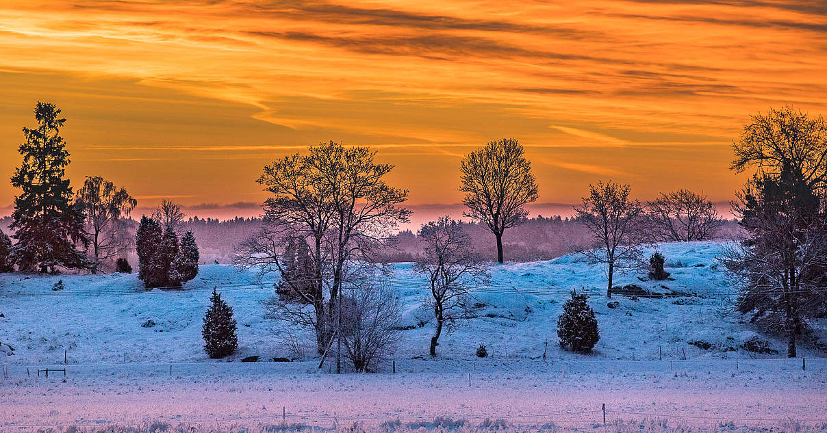 Gesund durch den Winter: Probieren Sie alte Hausmittel aus