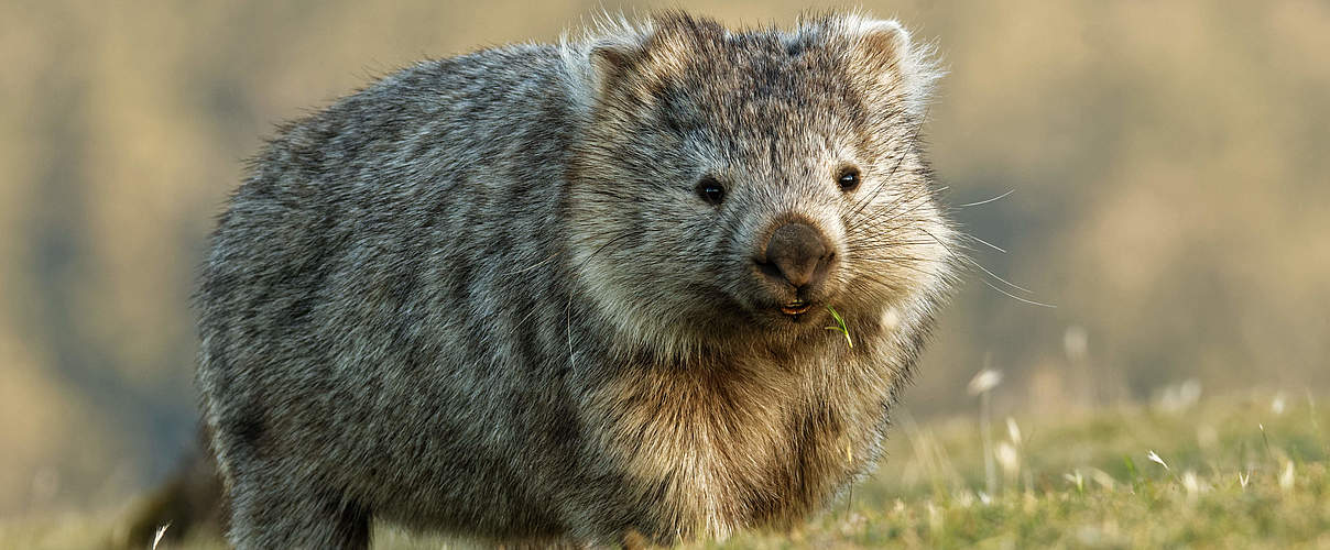 Wombat © phototrip / iStock / Getty Images