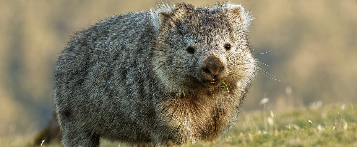 Wombat © phototrip / iStock / Getty Images