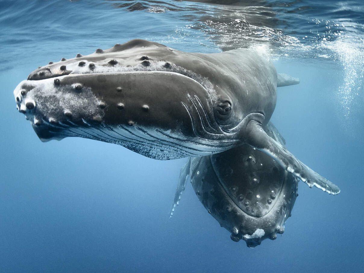 Buckelwal mit Kalb bei Tonga im Pazifik © Tony Wu / Nature Picture Library / WWF