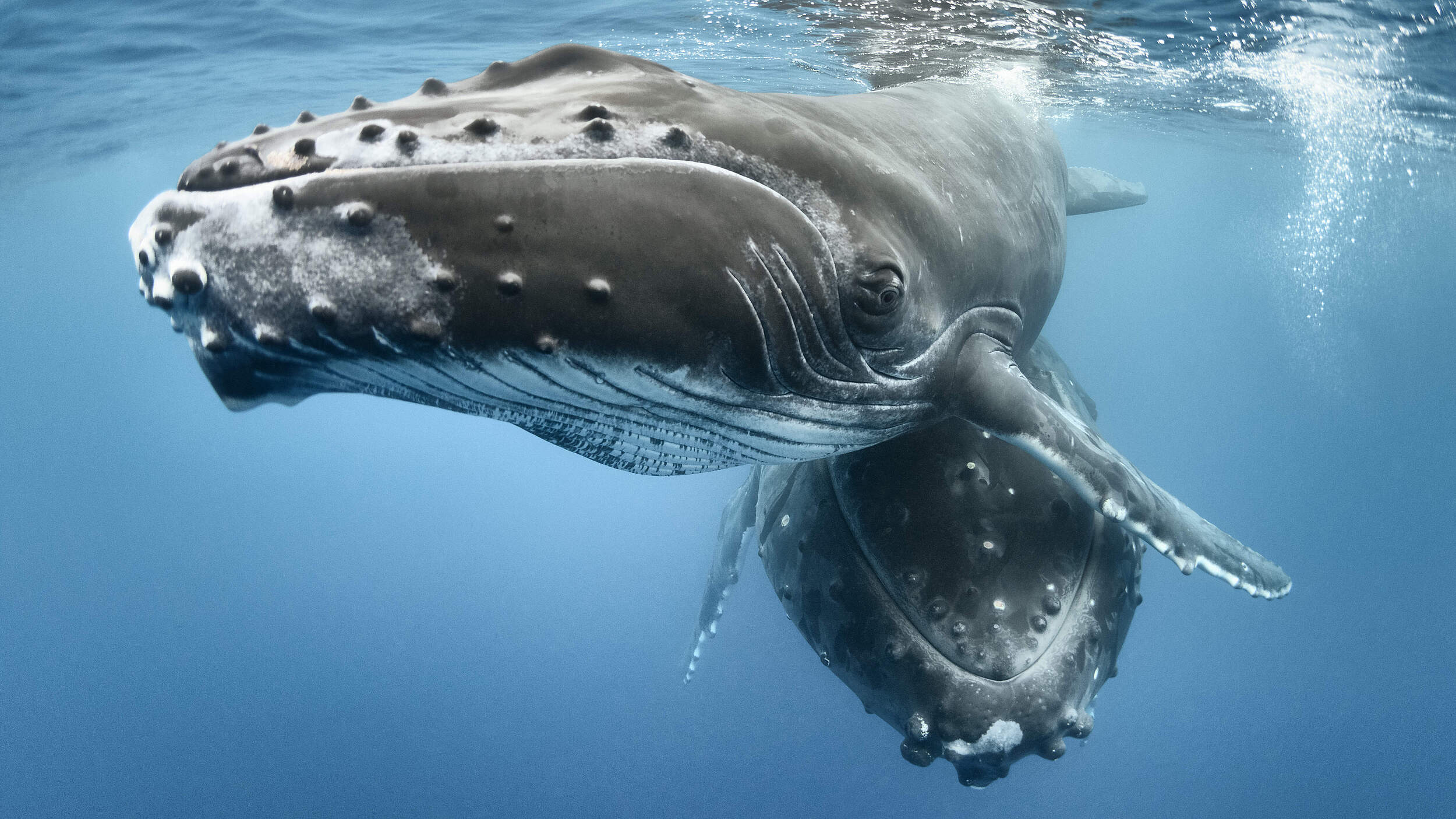 Buckelwal mit Kalb bei Tonga im Pazifik © Tony Wu / Nature Picture Library / WWF
