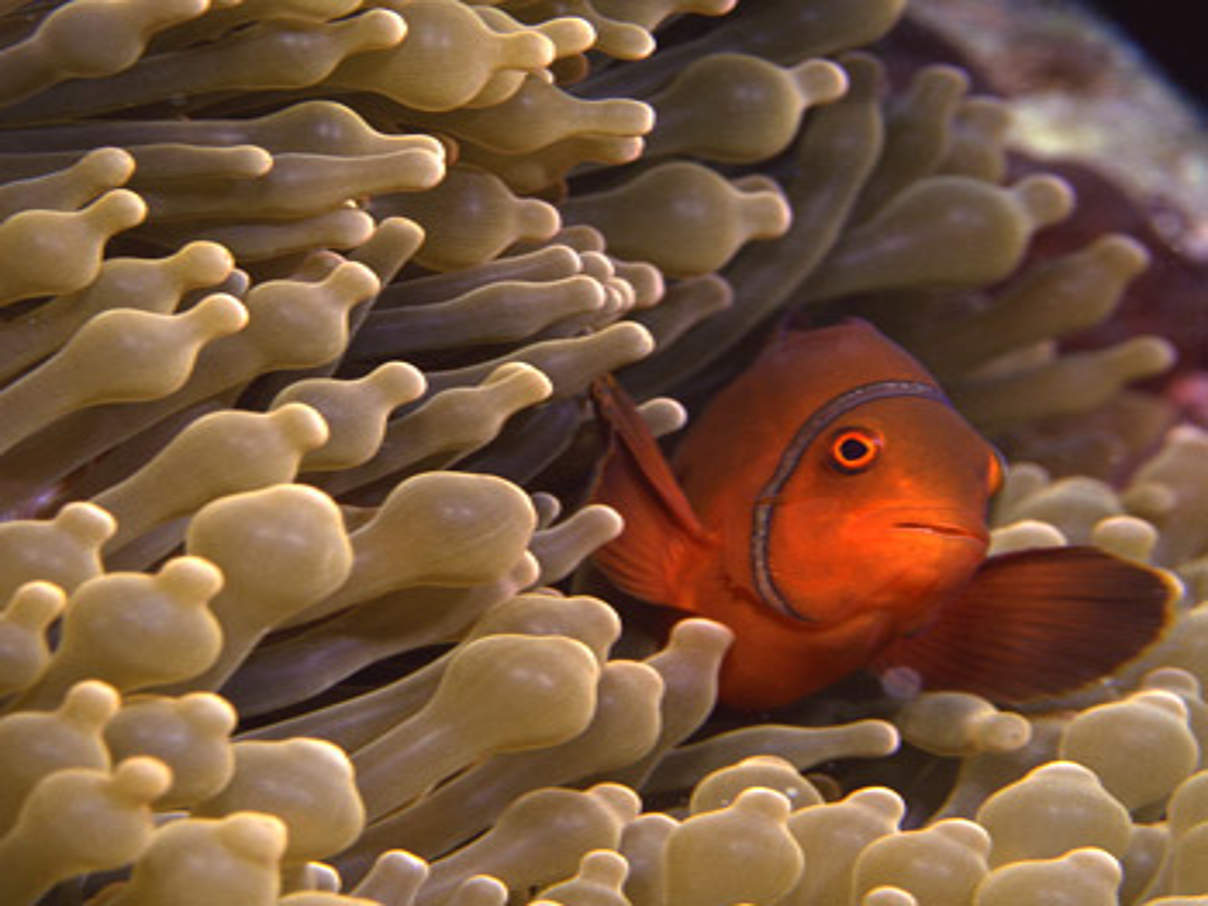 Clownfisch am Great Barrier Reef © Comstock