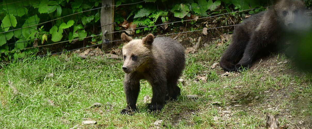 Junger Braunbär im Gehege © Moritz Klose / WWF