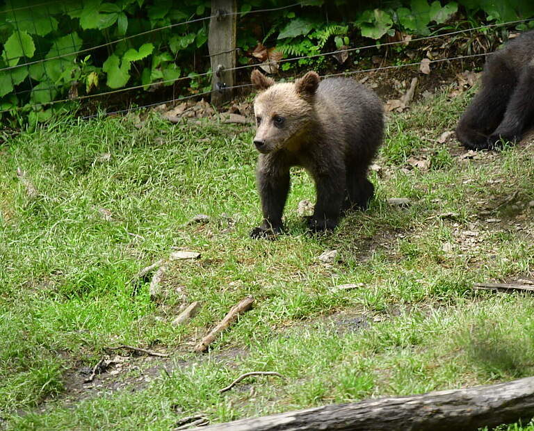 Junger Braunbär im Gehege © Moritz Klose / WWF