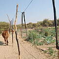 Chili-Schnüre im Hwange-Nationalpark