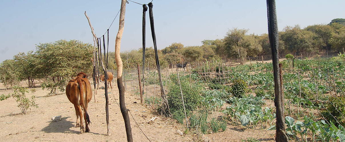 Chili-Schnüre im Hwange-Nationalpark