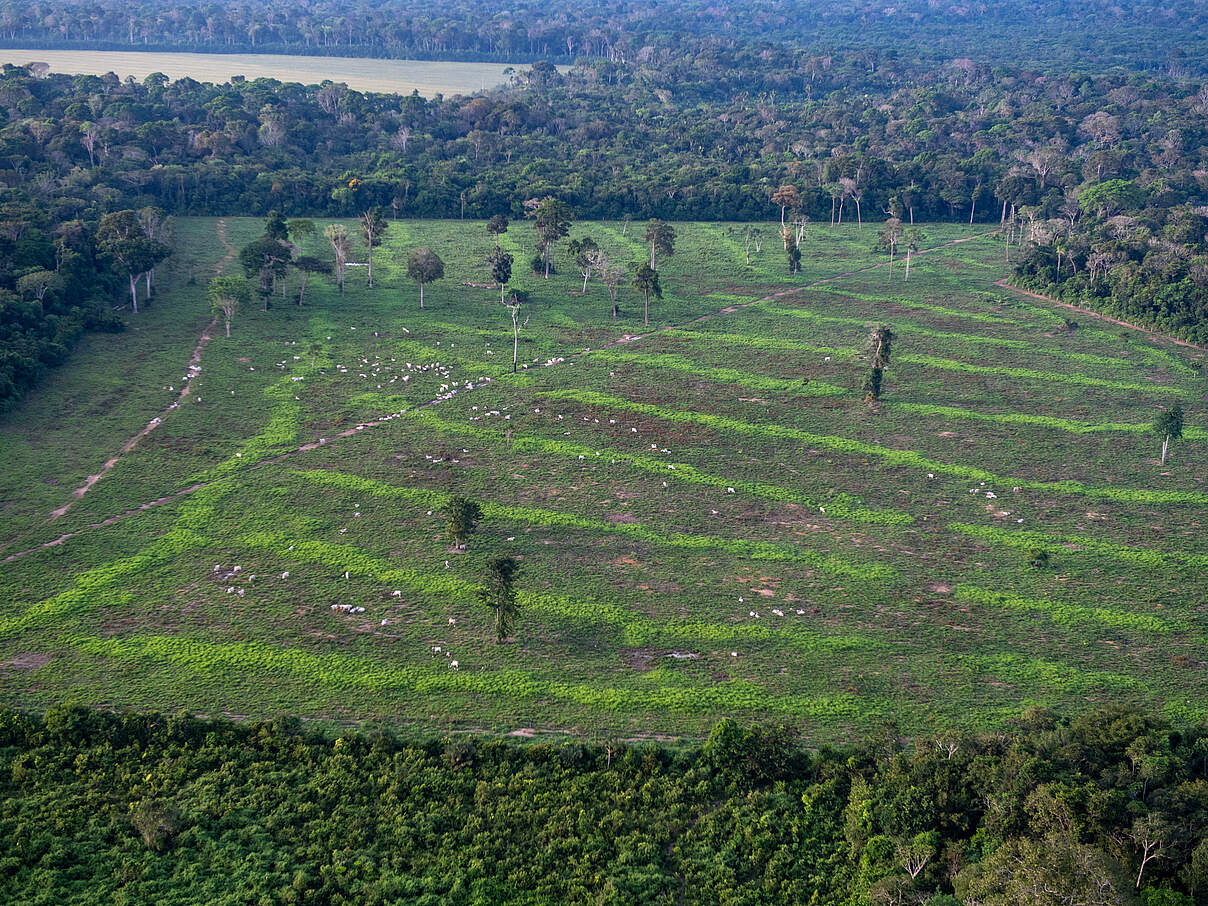 Rinder grasen auf entwaldeter Fläche © Chris J Ratcliffe / WWF-UK