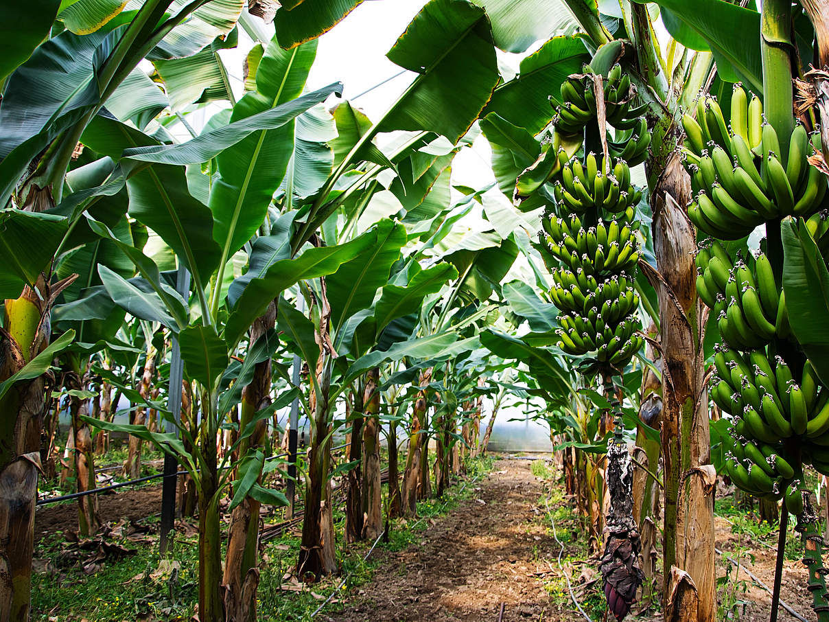 Bananenplantage © Shutterstock / Timolina / WWF