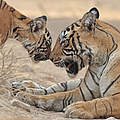 Bengal-Tigerin mit Jungem in Rajhasthan / Indien © naturepl.com / Andy Rouse / WWF