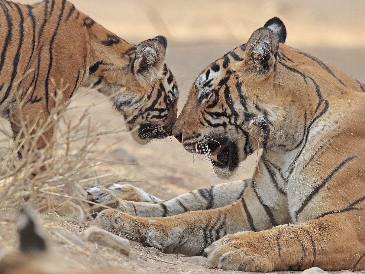 Bengal-Tigerin mit Jungem in Rajhasthan / Indien © naturepl.com / Andy Rouse / WWF