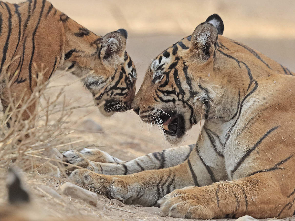 Bengal-Tigerin mit Jungem in Rajhasthan / Indien © naturepl.com / Andy Rouse / WWF