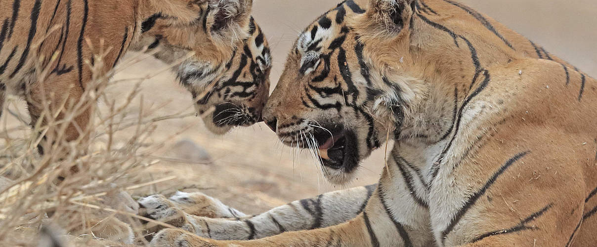 Bengal-Tigerin mit Jungem in Rajhasthan / Indien © naturepl.com / Andy Rouse / WWF