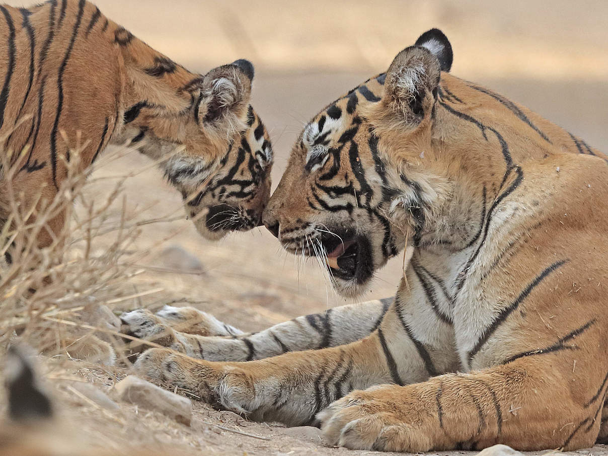 Bengal-Tigerin mit Jungem in Rajhasthan / Indien © naturepl.com / Andy Rouse / WWF