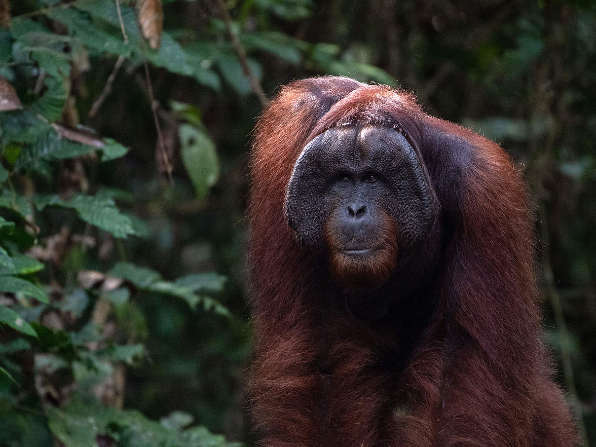 Borneo-Orang-Utan Männchen © Chris J Ratcliffe / WWF UK