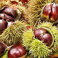 Esskastanien mit stacheliger Schale 