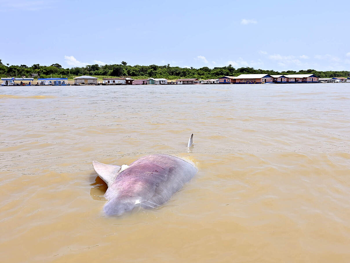 Der Flussdelfin ist ein Opfer der Dürre © Adriano Gambarini