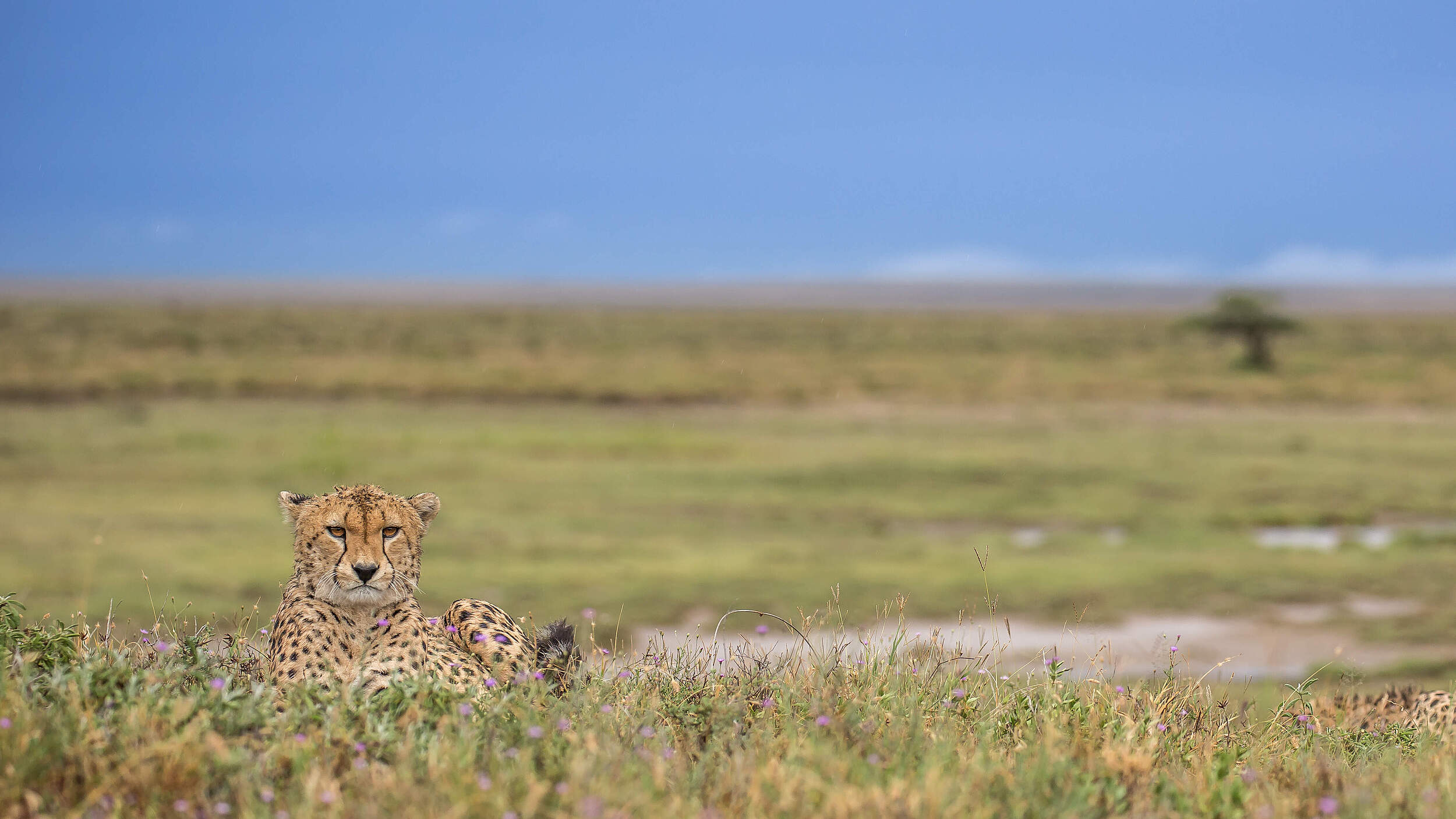 Der Gepard ist bedroht © Byran Leece