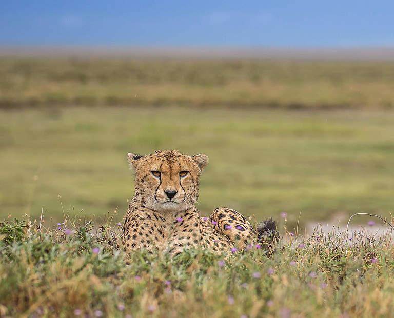 Der Gepard ist bedroht © Byran Leece