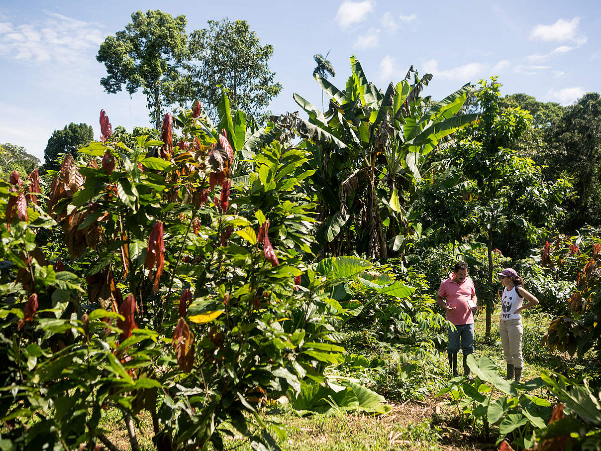 Kakaoplantage © Alejandro Janeta / WWF Ecuador