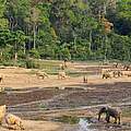 Elefanten in Dzanga-Sangha © Carlos Drews / WWF