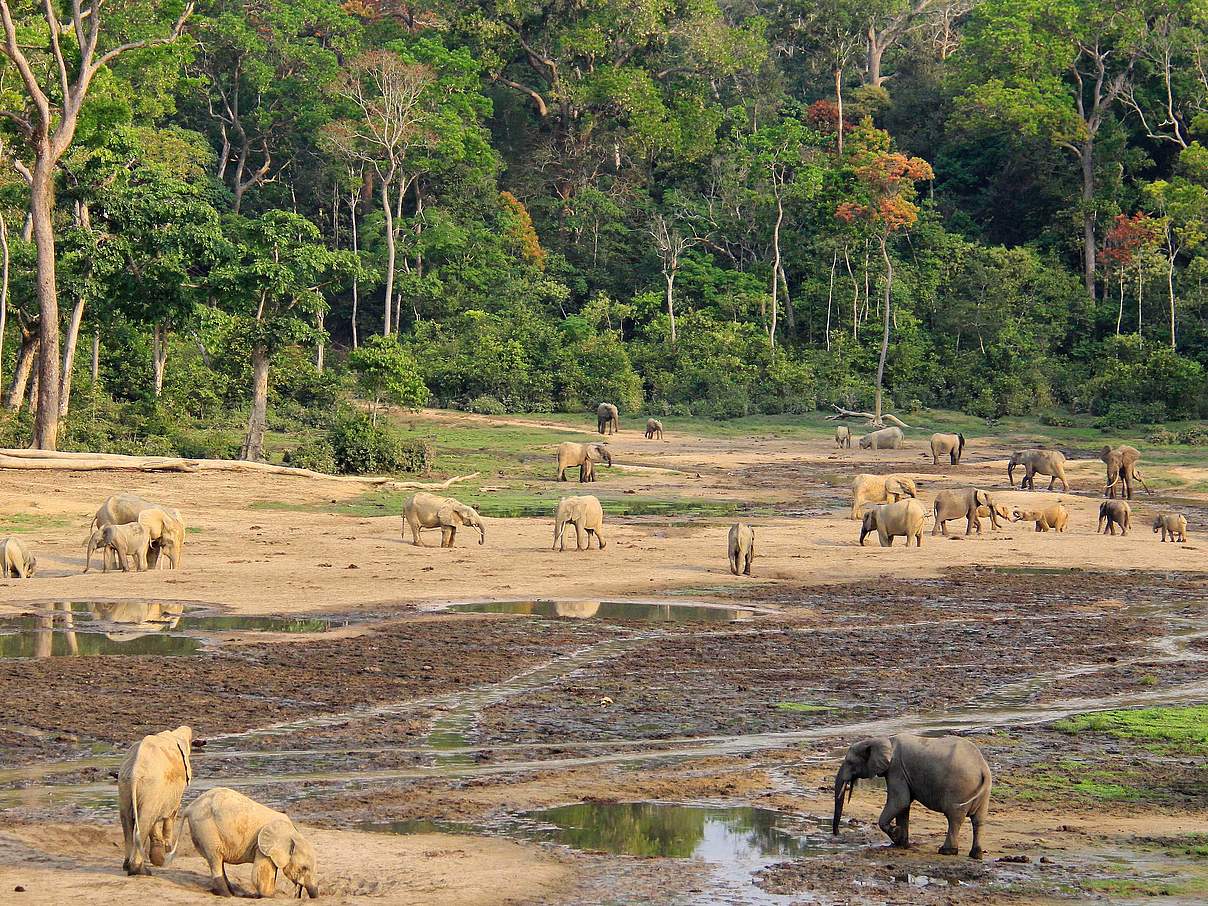 Elefanten in Dzanga-Sangha © Carlos Drews / WWF