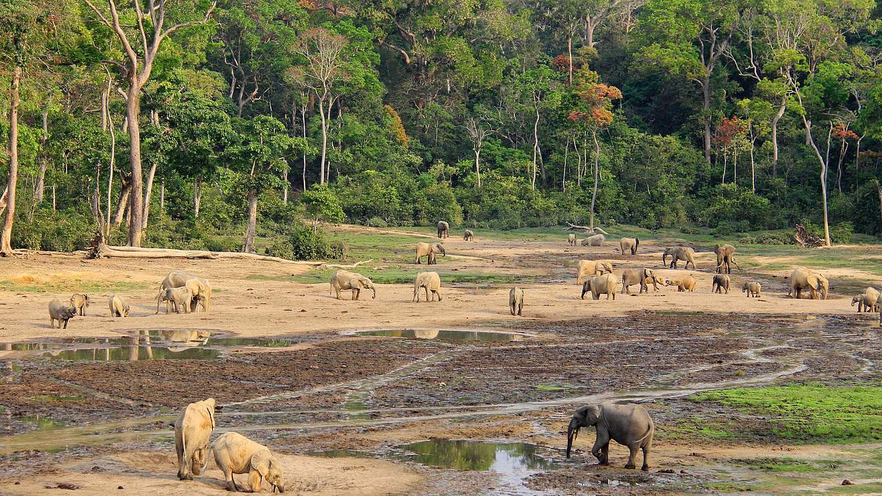 Elefanten in Dzanga-Sangha © Carlos Drews / WWF