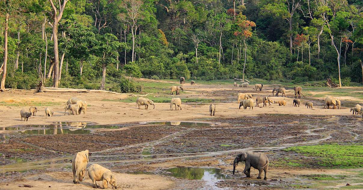 Hilfe für den Nationalpark DzangaSangha WWF
