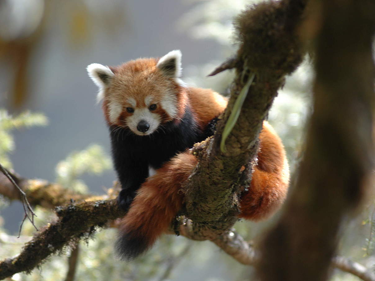 Roter Panda auf einem Baum © Peter Prokosch / WWF